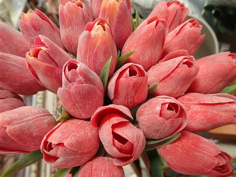 TULIPÁNY - TEMNĚ ČERVENÉ