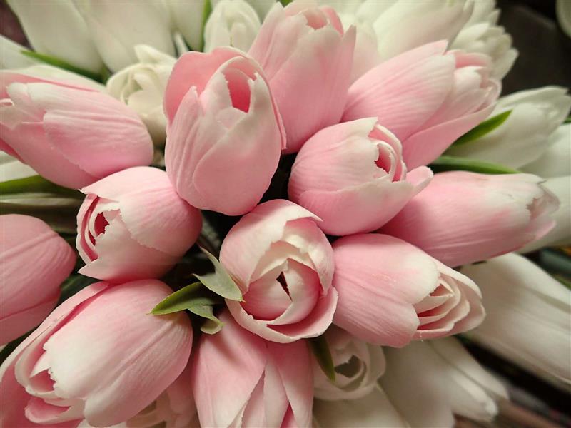 TULIPÁNY - SVĚTLOUČCE RŮŽOVÁ