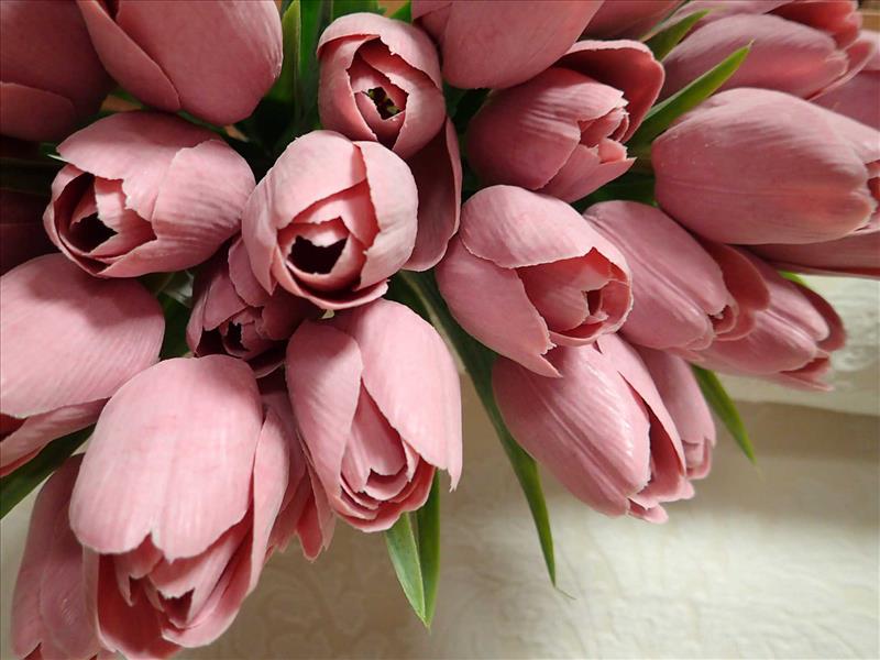 TULIPÁNY - STARORŮŽOVÉ