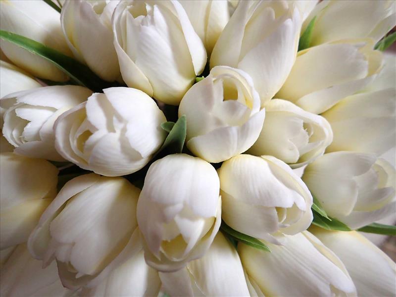 TULIPÁNY - SMETANOVÉ