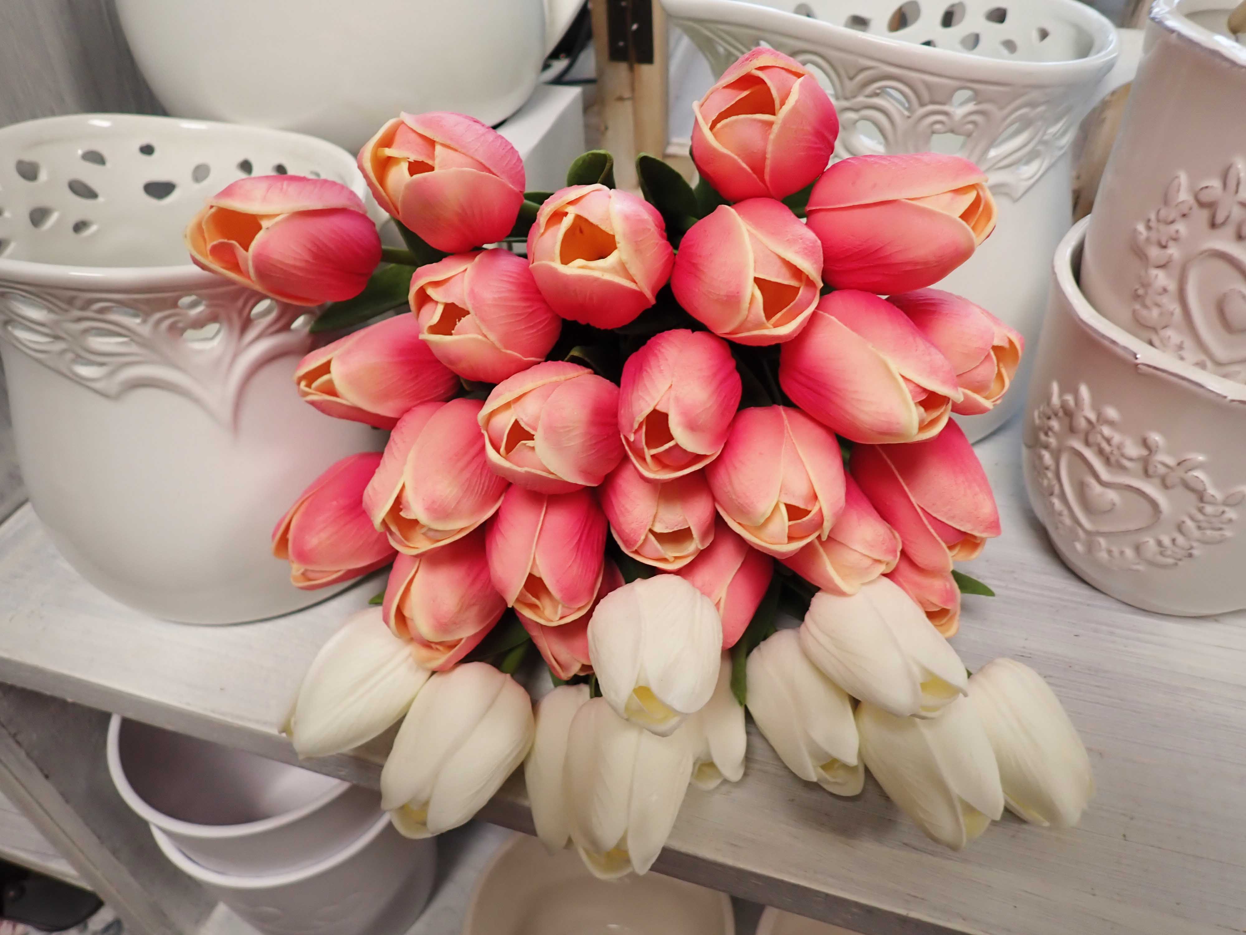 TULIPÁN - RŮŽOVOKRÉMOVÝ