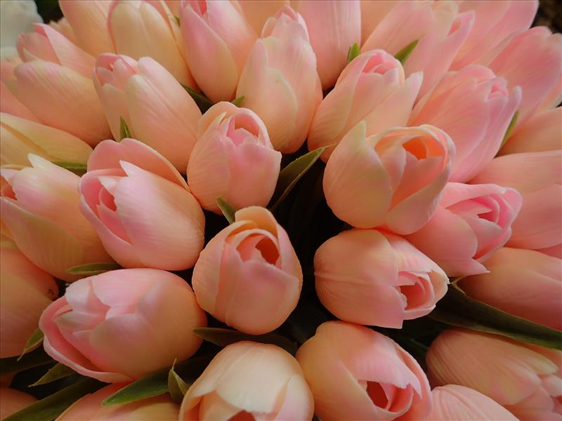 TULIPÁNY - RŮŽOVÉ