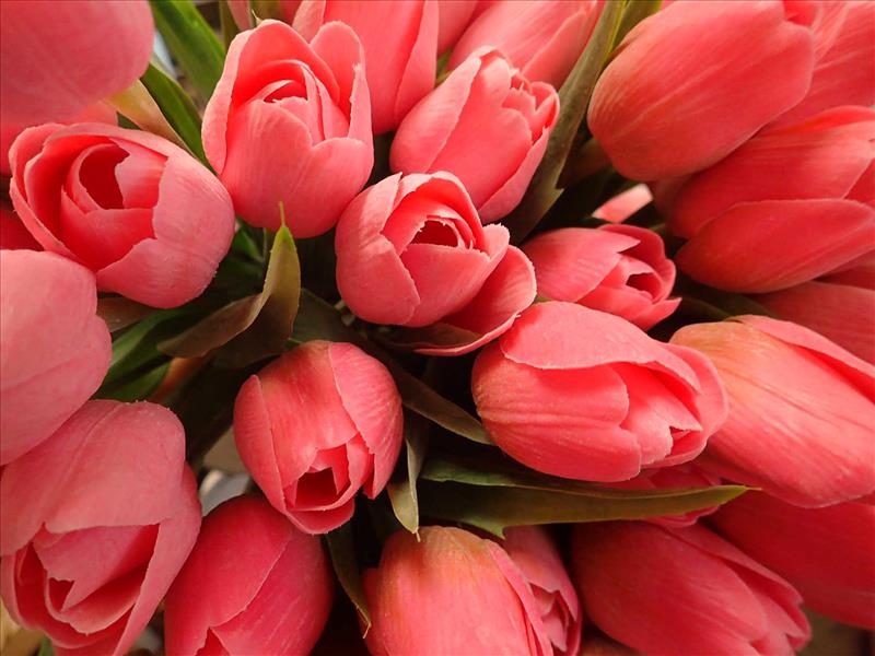 TULIPÁNY - SYTĚ RŮŽOVÉ