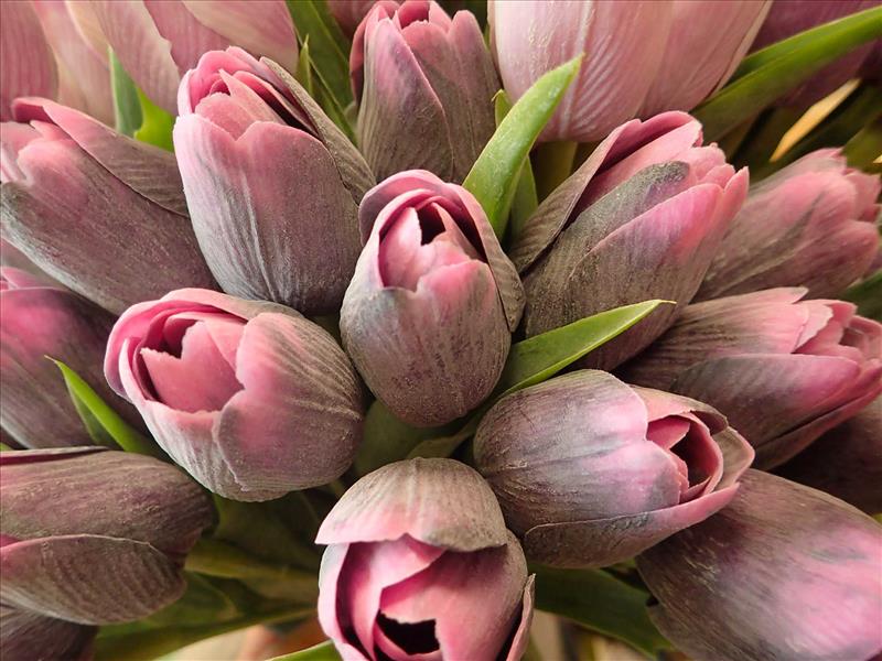 TULIPÁNY - TMAVĚ FIALOVÉ