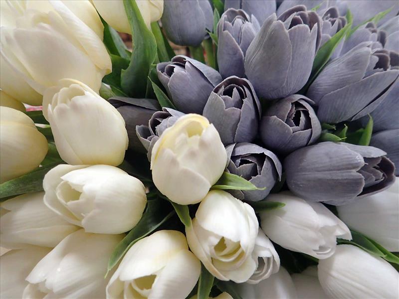 TULIPÁNY - ŠEDÉ