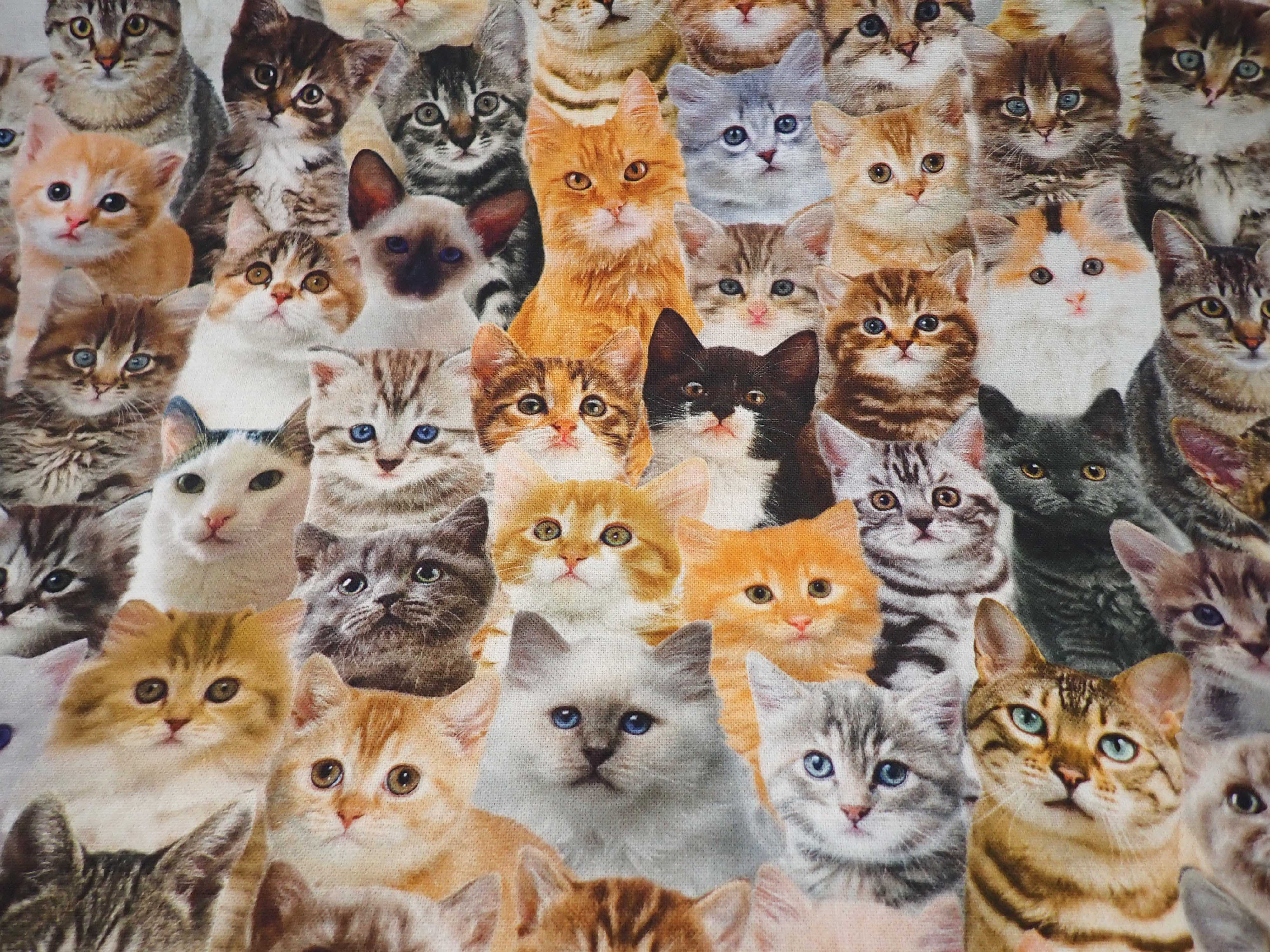 FOTOTISK - DIGITÁLNÍ TISK - KOČKY