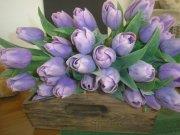 TULIPÁNY - SVĚTLE FIALOVÉ